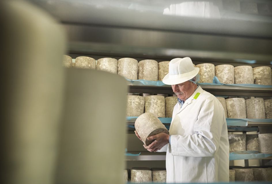 A cheesemonger wearing a white coat and a white hat inspects a wheel of cheese in a factory.