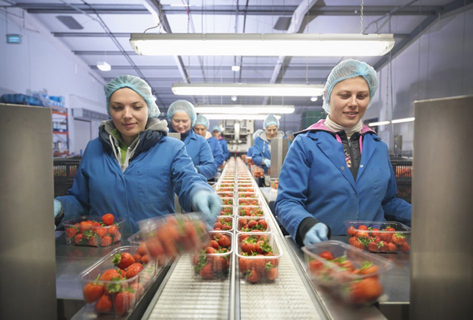 Workers in a factory wearing protective coats and hair nets inspect boxes of strawberries as they move along a conveyor belt.